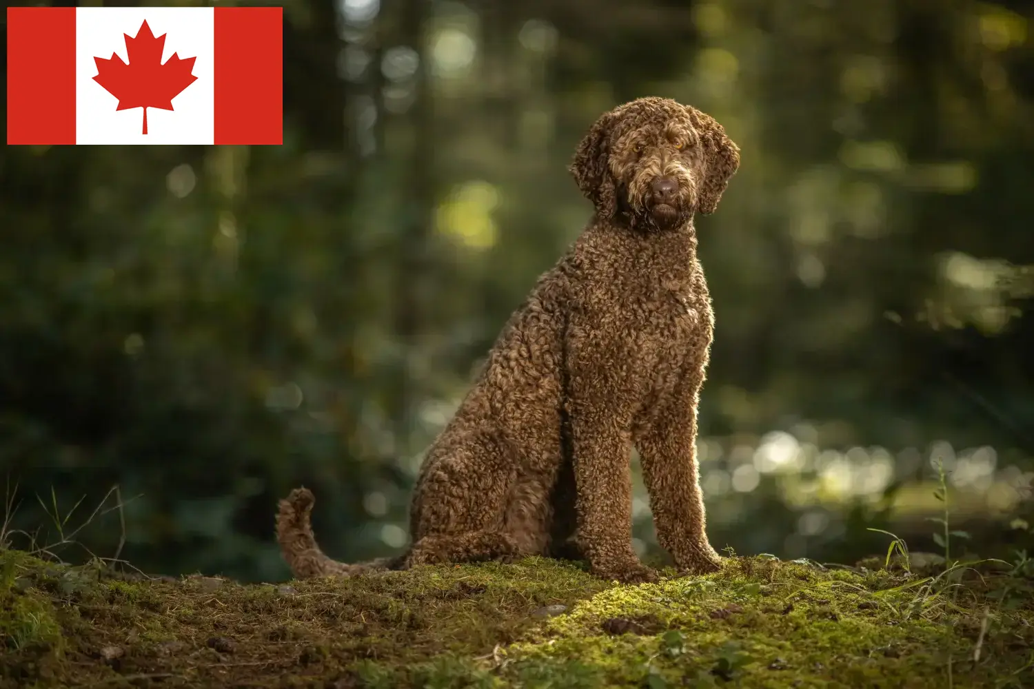 Read more about the article Labradoodle tenyésztők és kölykök Kanadában