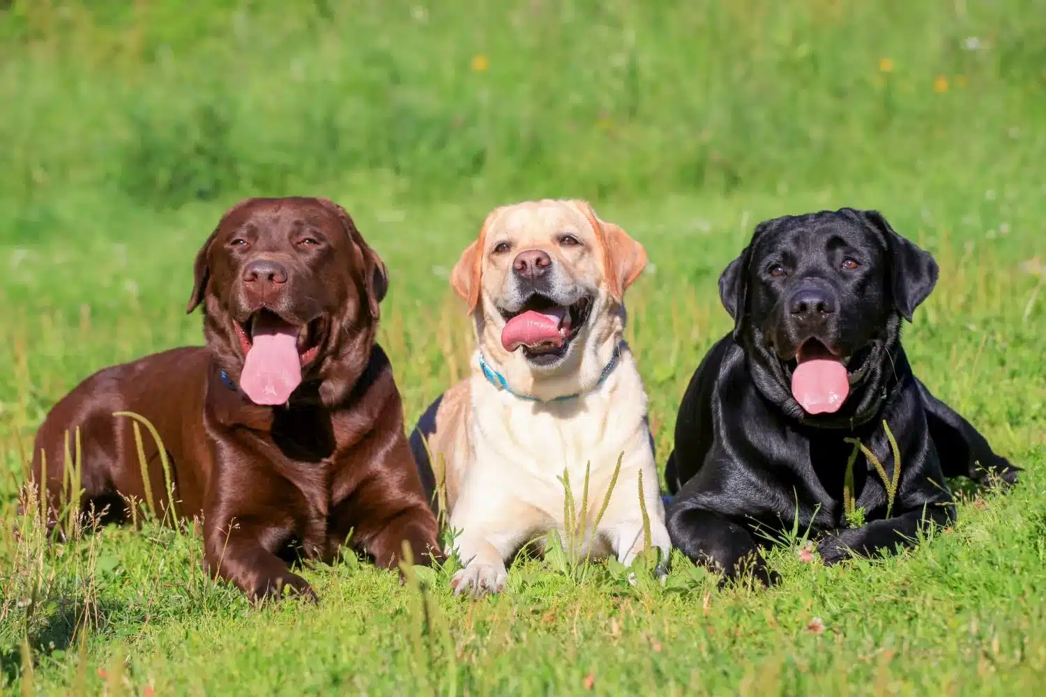 Labrador kölykök és tenyésztők Itt megtalálhatja az Önhöz közeli labrador tenyésztőket.