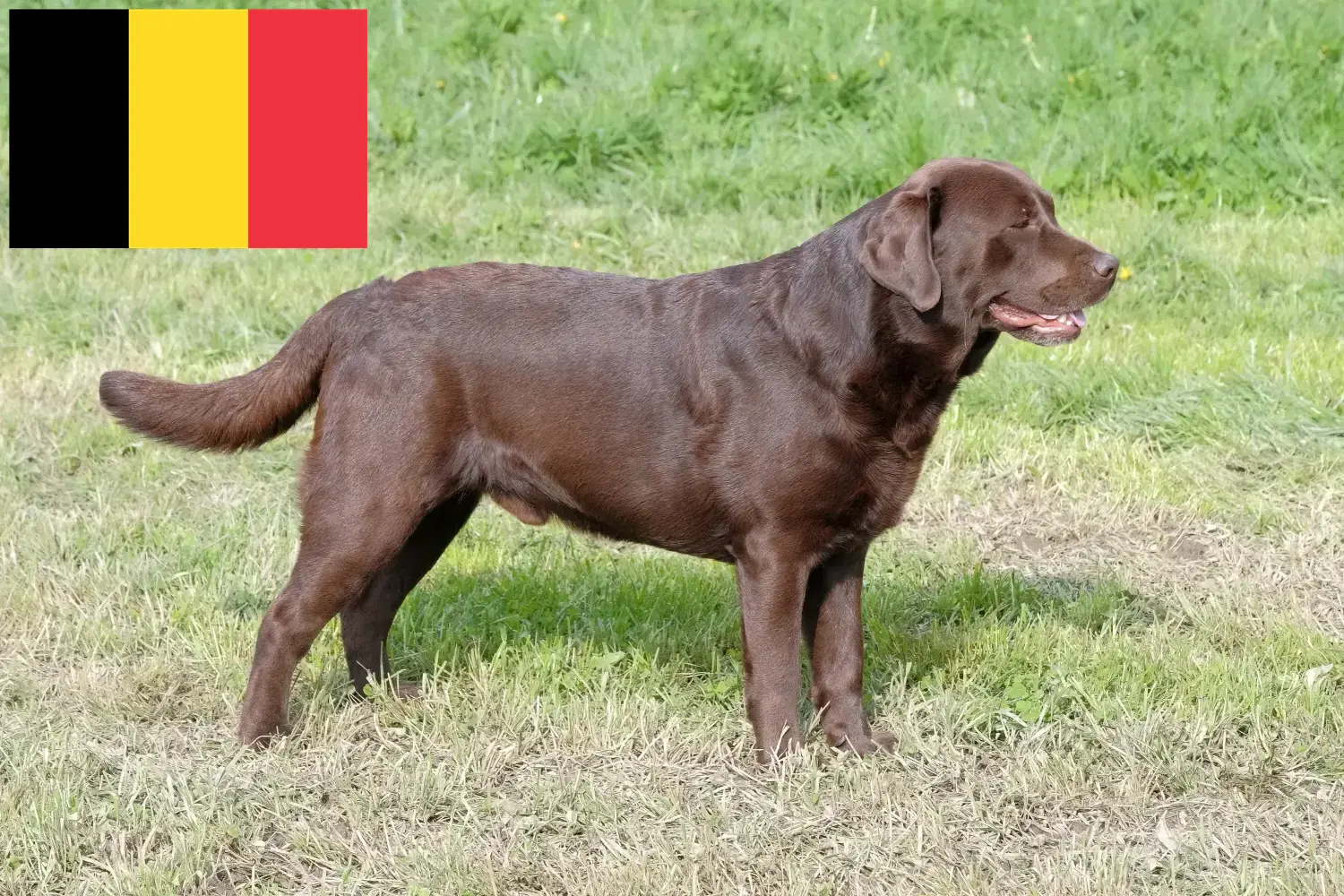 Read more about the article Labrador tenyésztők és kölykök Belgiumban