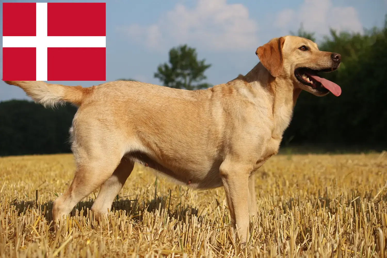 Labrador kiskutyák és tenyésztők Dánia Itt megtalálja a dániai labrador tenyésztőket.