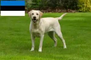 Read more about the article Labrador tenyésztők és kiskutyák Észtországban