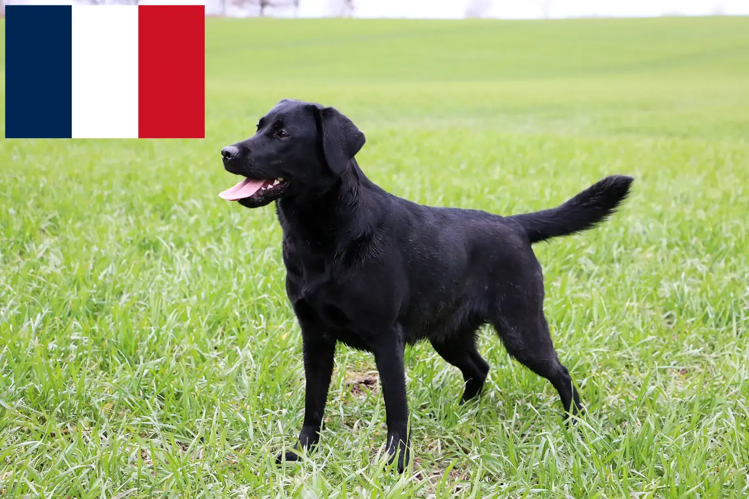 Labrador kölykök és tenyésztők Franciaország Itt megtalálja a franciaországi labrador tenyésztőket.