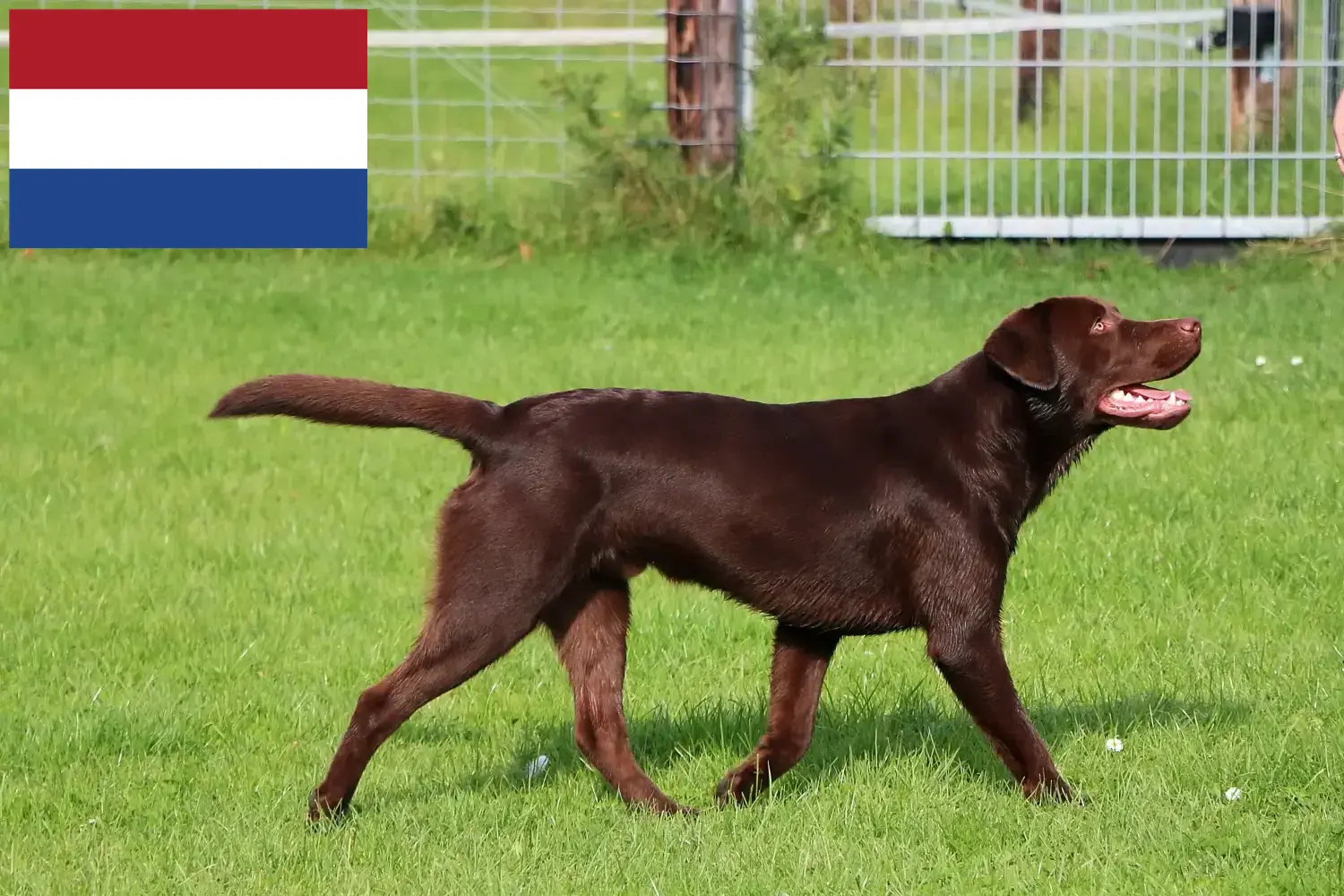 Read more about the article Labrador tenyésztők és kölykök Hollandiában