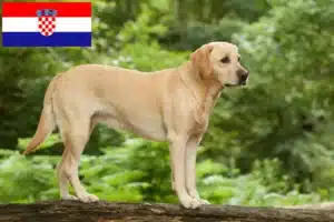 Read more about the article Labrador tenyésztők és kölykök Horvátországban