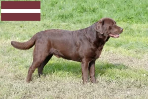Read more about the article Labrador tenyésztők és kölykök Lettországban
