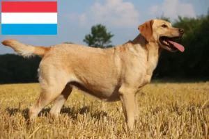 Read more about the article Labrador tenyésztők és kiskutyák Luxemburgban
