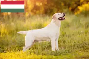 Read more about the article Labrador tenyésztők és kölykök Magyarországon