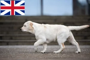 Read more about the article Labrador tenyésztők és kölykök Nagy-Britanniában