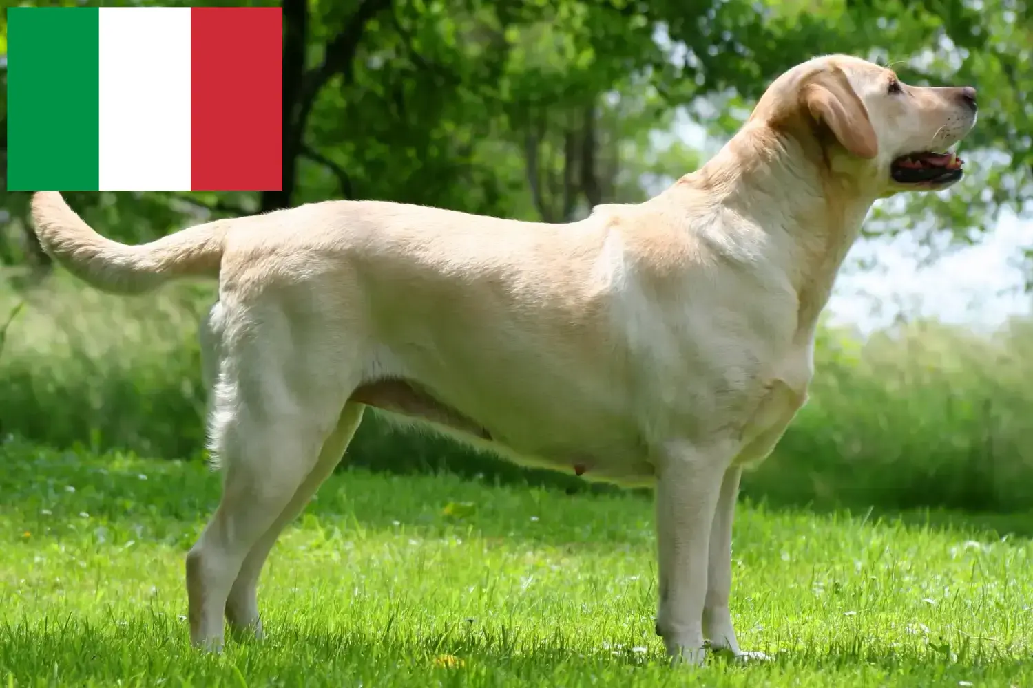 Labrador kölykök és tenyésztők Olaszországban Itt megtalálja az olaszországi labrador tenyésztőket.