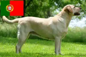 Read more about the article Labrador tenyésztők és kölykök Portugáliában