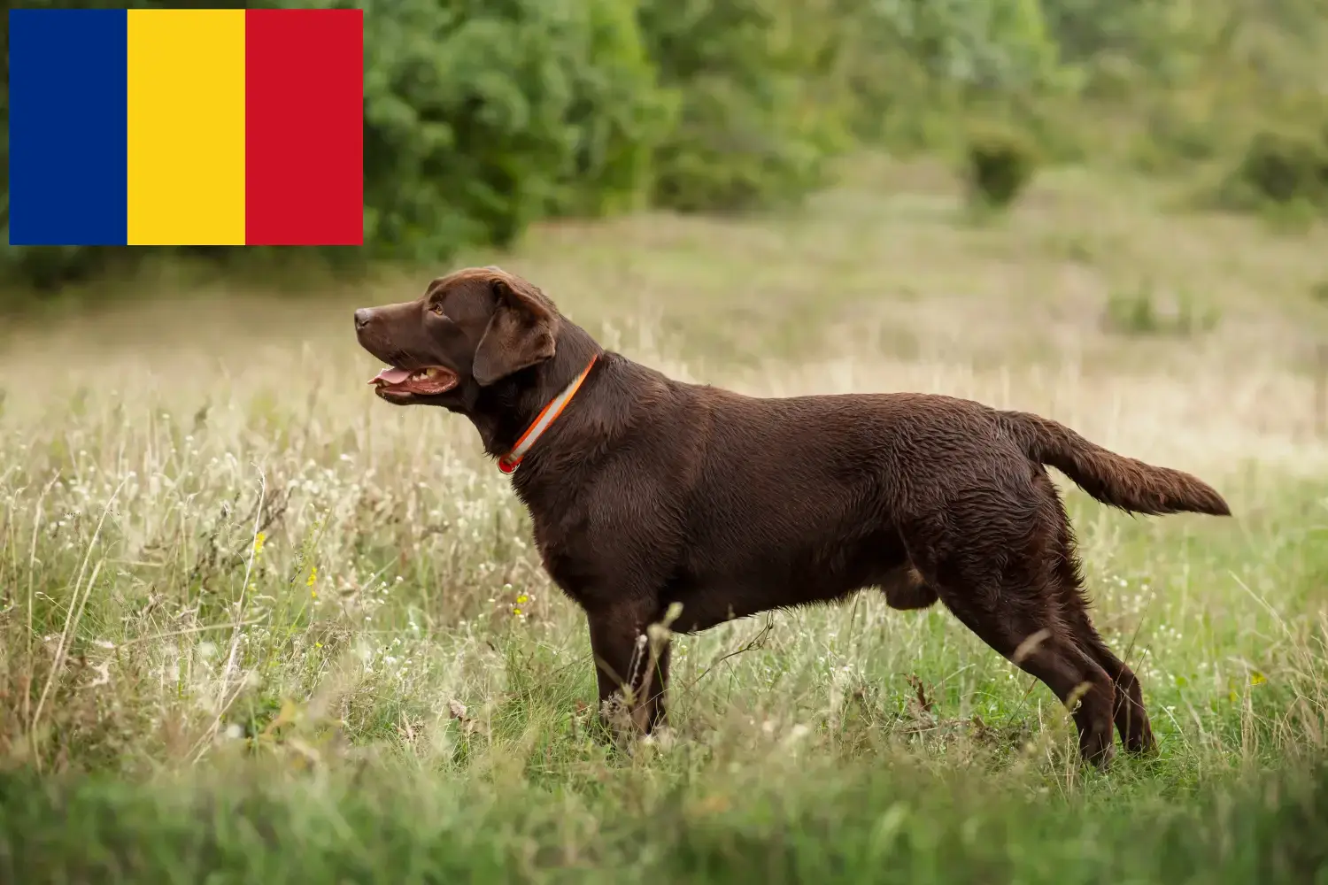 Read more about the article Labrador tenyésztők és kölykök Romániában