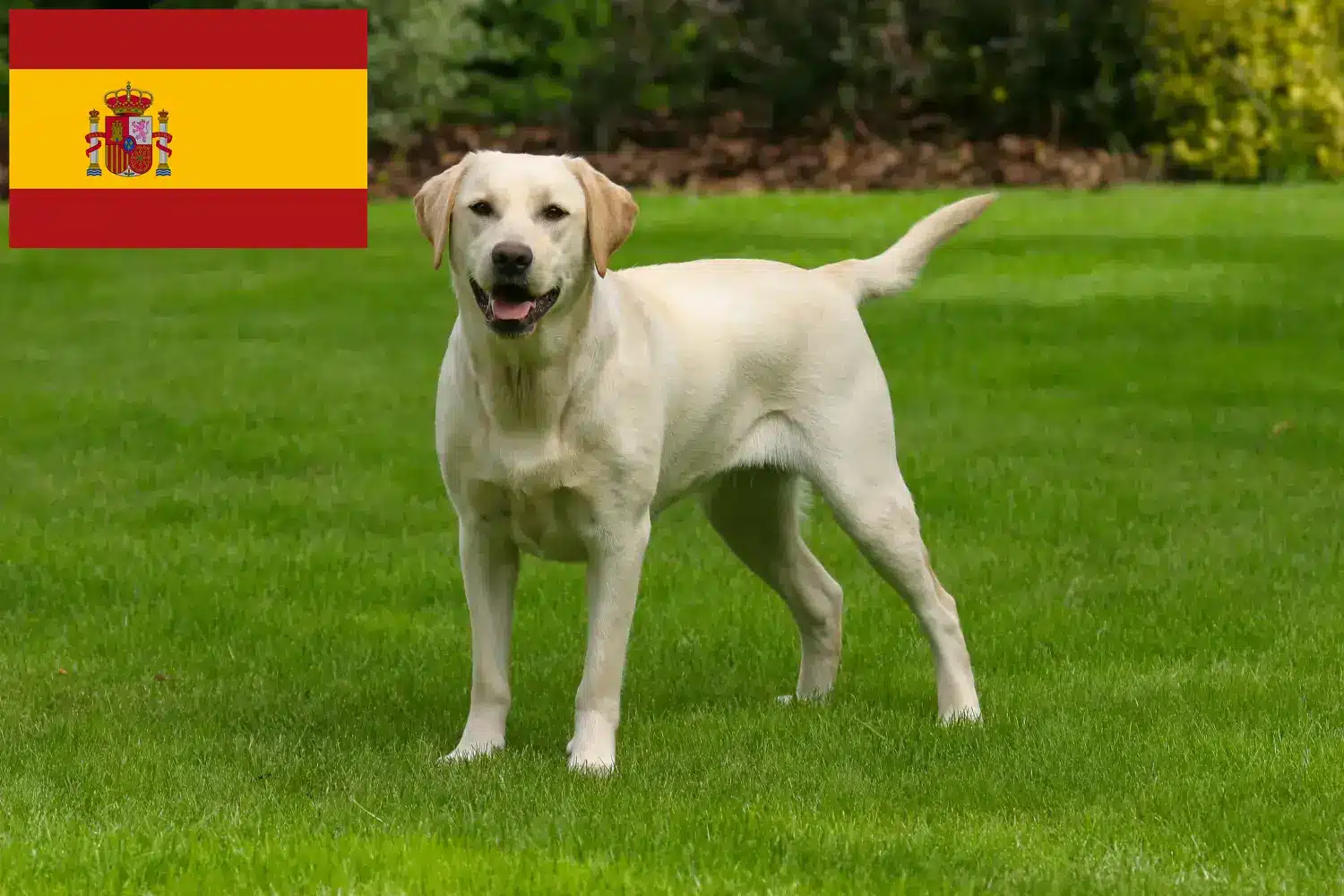 Read more about the article Labrador tenyésztők és kölykök Spanyolországban