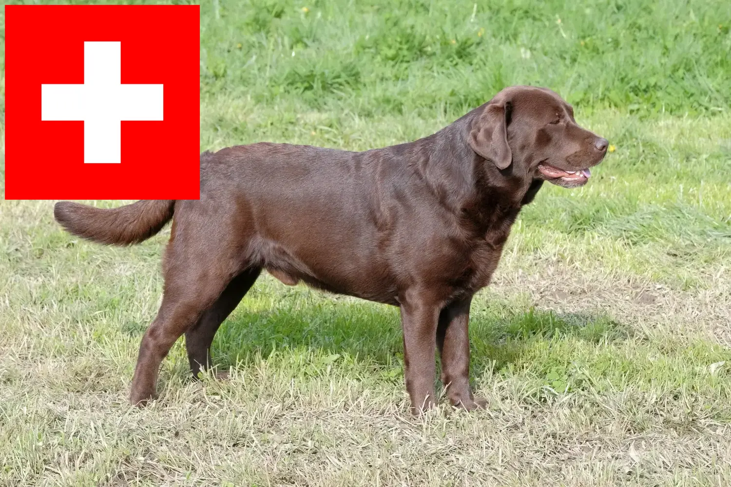 Read more about the article Labrador tenyésztők és kölykök Svájcban
