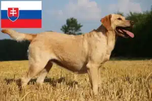 Read more about the article Labrador tenyésztők és kölykök Szlovákiában