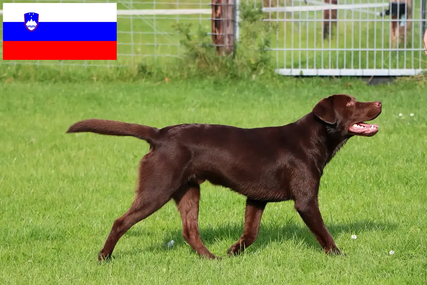 Read more about the article Labrador tenyésztők és kölykök Szlovéniában