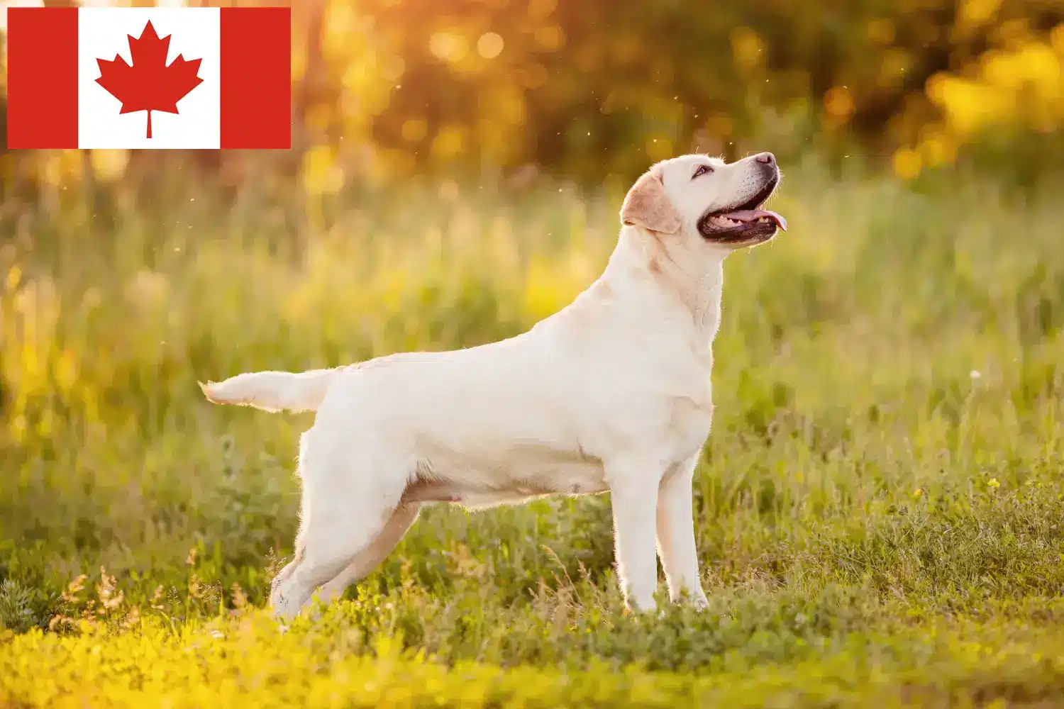 Labrador kölykök és tenyésztők Kanada Labrador tenyésztőket Kanadában itt talál.