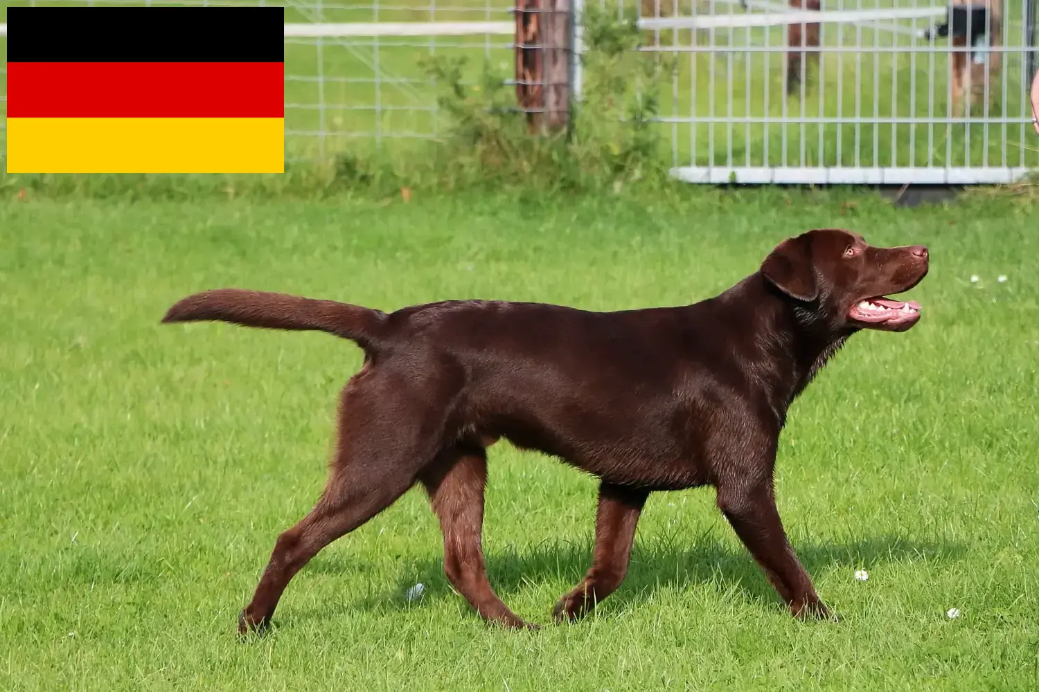 Read more about the article Labrador tenyésztők és kölykök Németországban