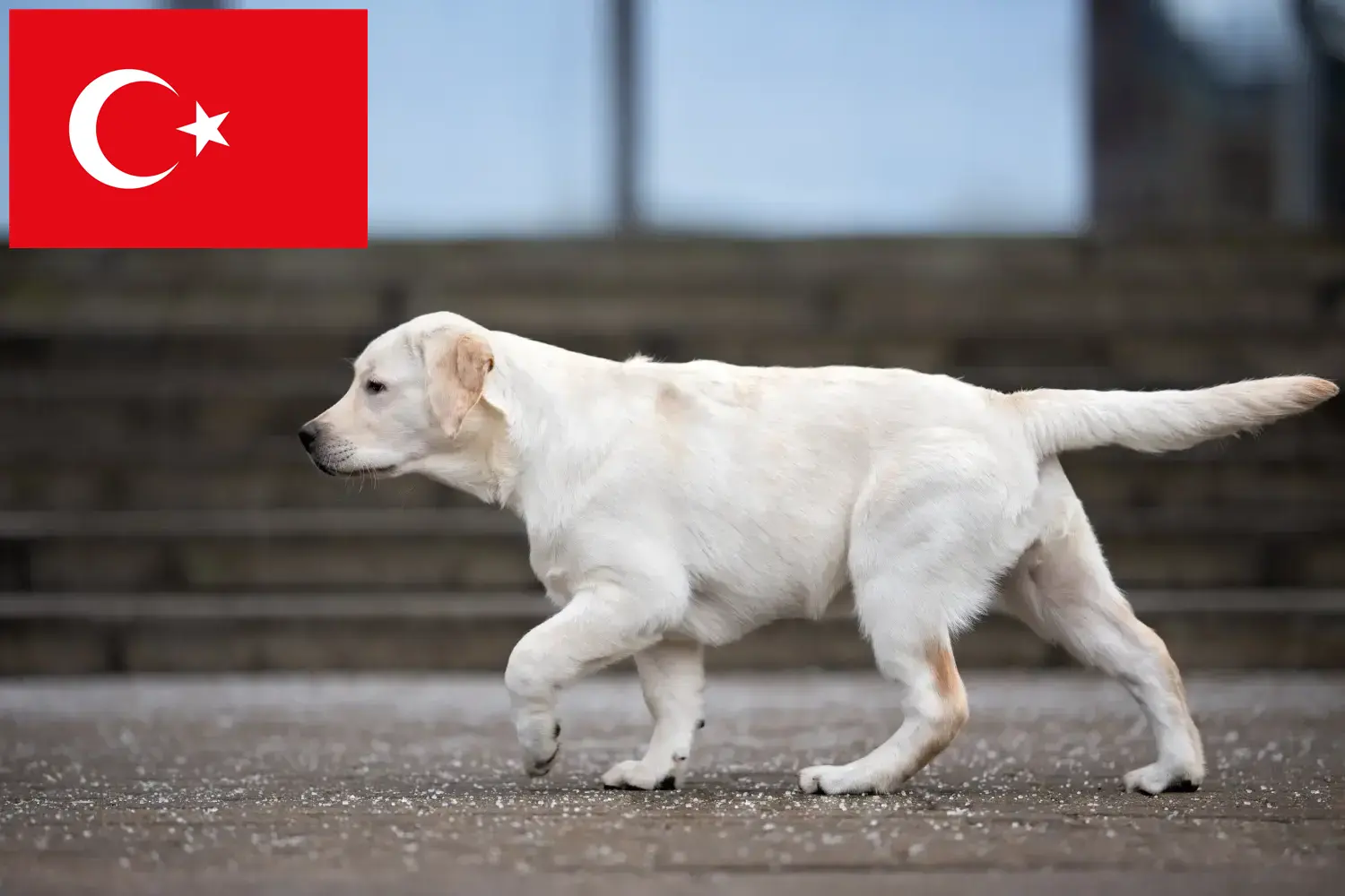 Read more about the article Labrador tenyésztők és kölykök Törökországban