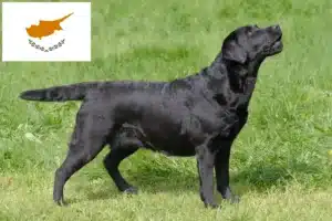Read more about the article Labrador tenyésztők és kiskutyák Cipruson