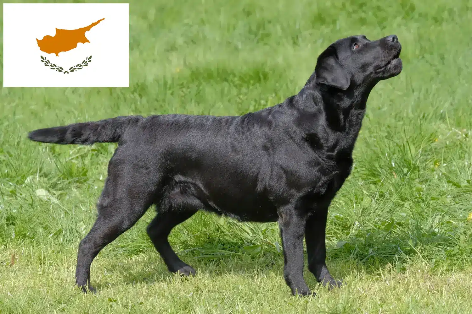 Read more about the article Labrador tenyésztők és kiskutyák Cipruson