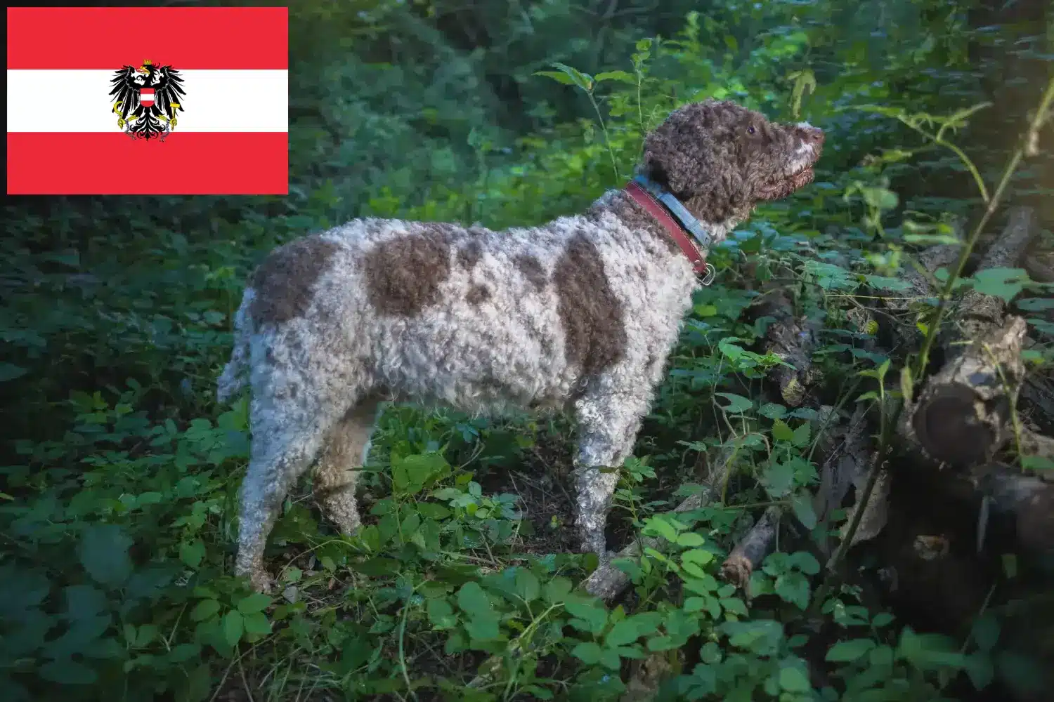Lagotto Romagnolo kiskutyák és tenyésztők Ausztria Itt megtalálhatja a Lagotto Romagnolo tenyésztőket Ausztriában.