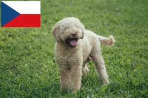 Read more about the article Lagotto Romagnolo tenyésztők és kiskutyák Csehországban