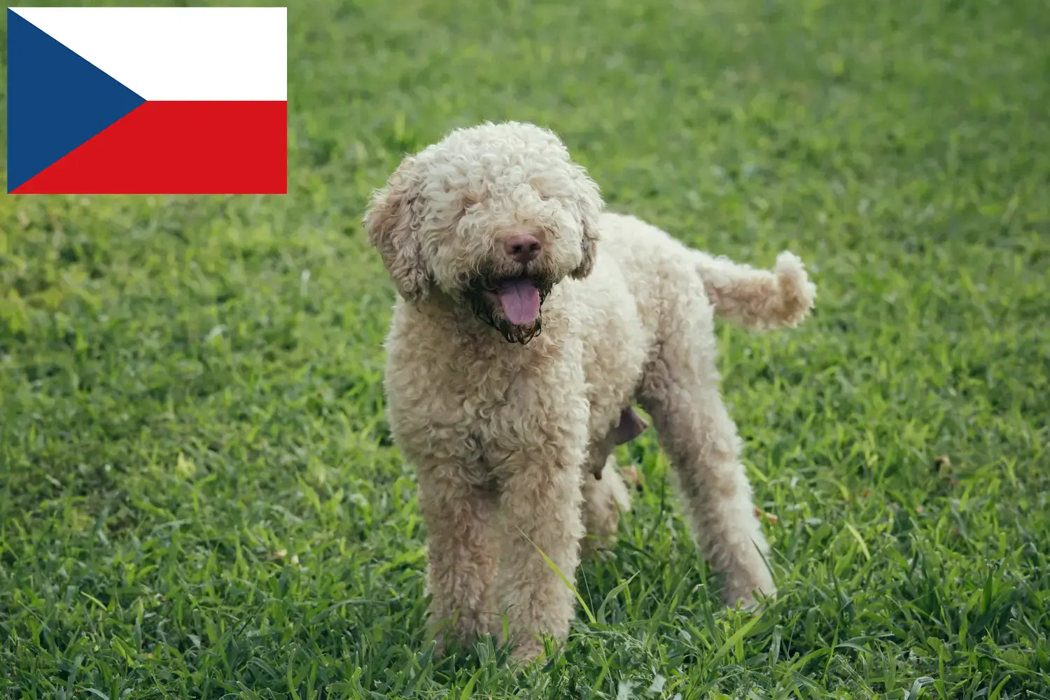 Lagotto Romagnolo kiskutyák és tenyésztők Csehország Itt megtalálhatja a Lagotto Romagnolo tenyésztőket Csehországban.