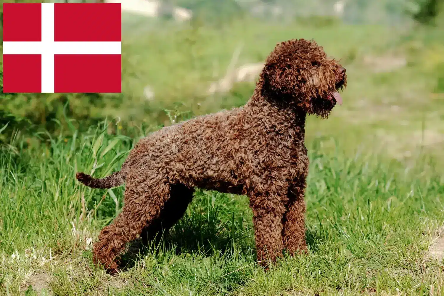 Lagotto Romagnolo kiskutyák és tenyésztők Dánia Itt megtalálja a dániai Lagotto Romagnolo tenyésztőket.