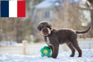 Read more about the article Lagotto Romagnolo tenyésztők és kiskutyák Franciaországban
