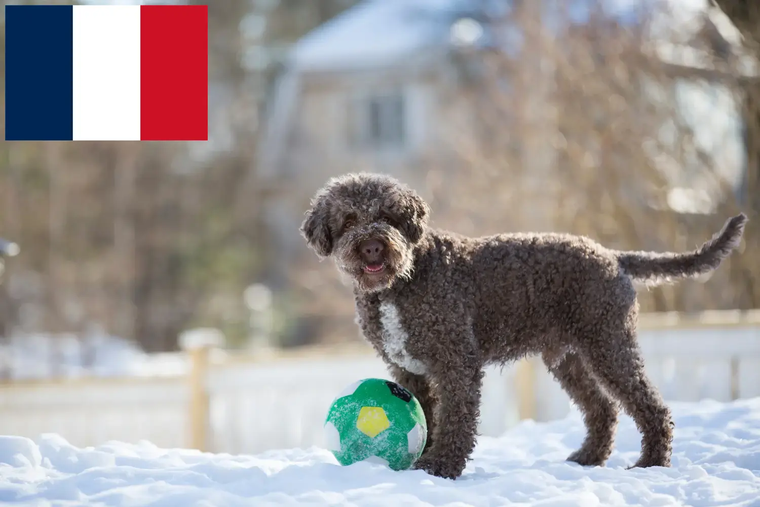 Lagotto Romagnolo kiskutyák és tenyésztők Franciaország Itt megtalálja a franciaországi Lagotto Romagnolo tenyésztőket.