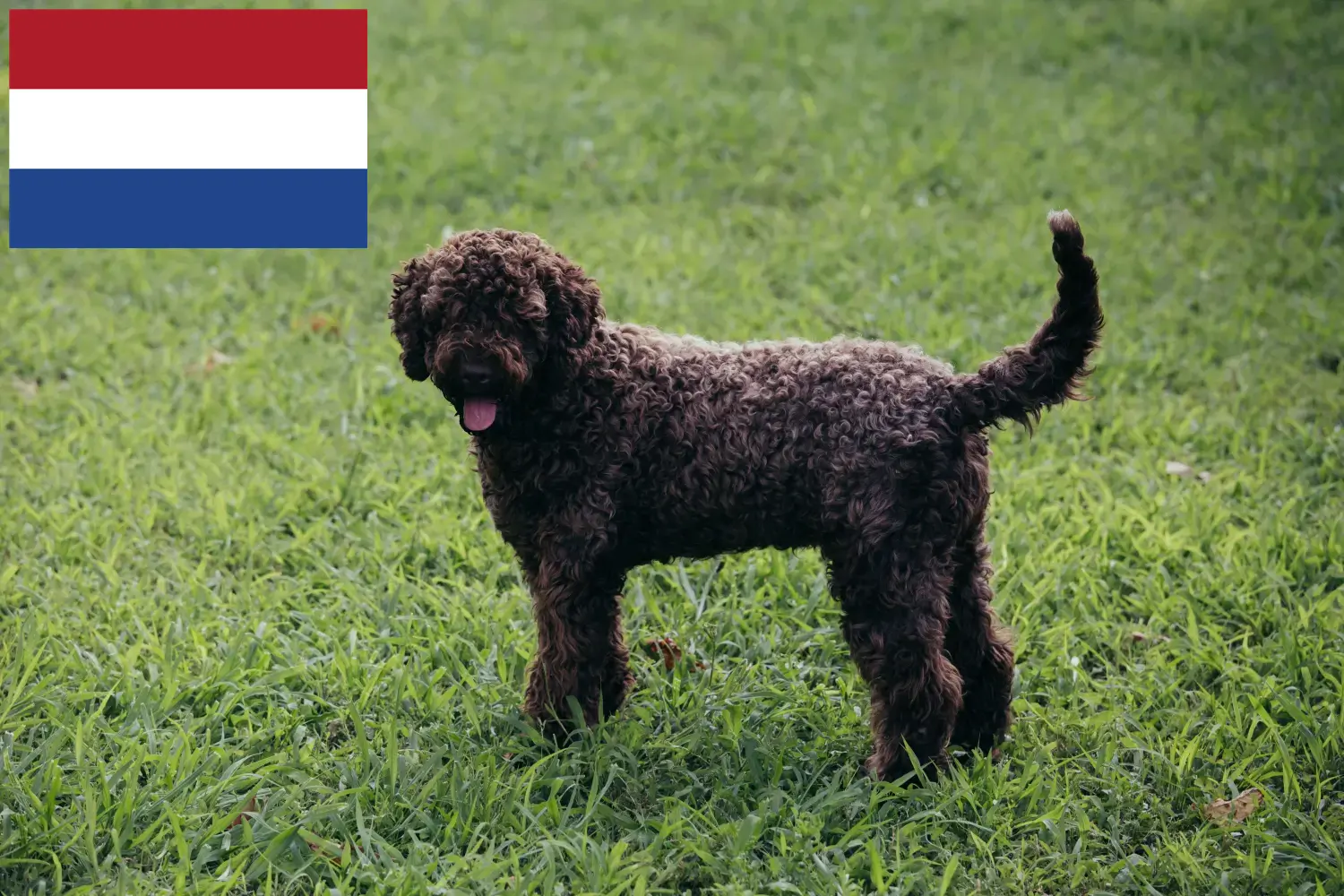 Lagotto Romagnolo kiskutyák és tenyésztők Hollandia Itt megtalálja a Lagotto Romagnolo tenyésztőket Hollandia területén.