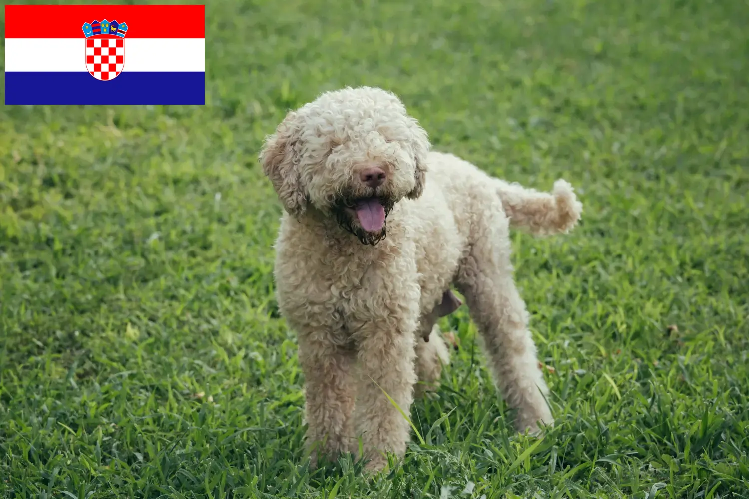 Lagotto Romagnolo kiskutyák és tenyésztők Horvátország Itt találja a horvátországi Lagotto Romagnolo tenyésztőket.
