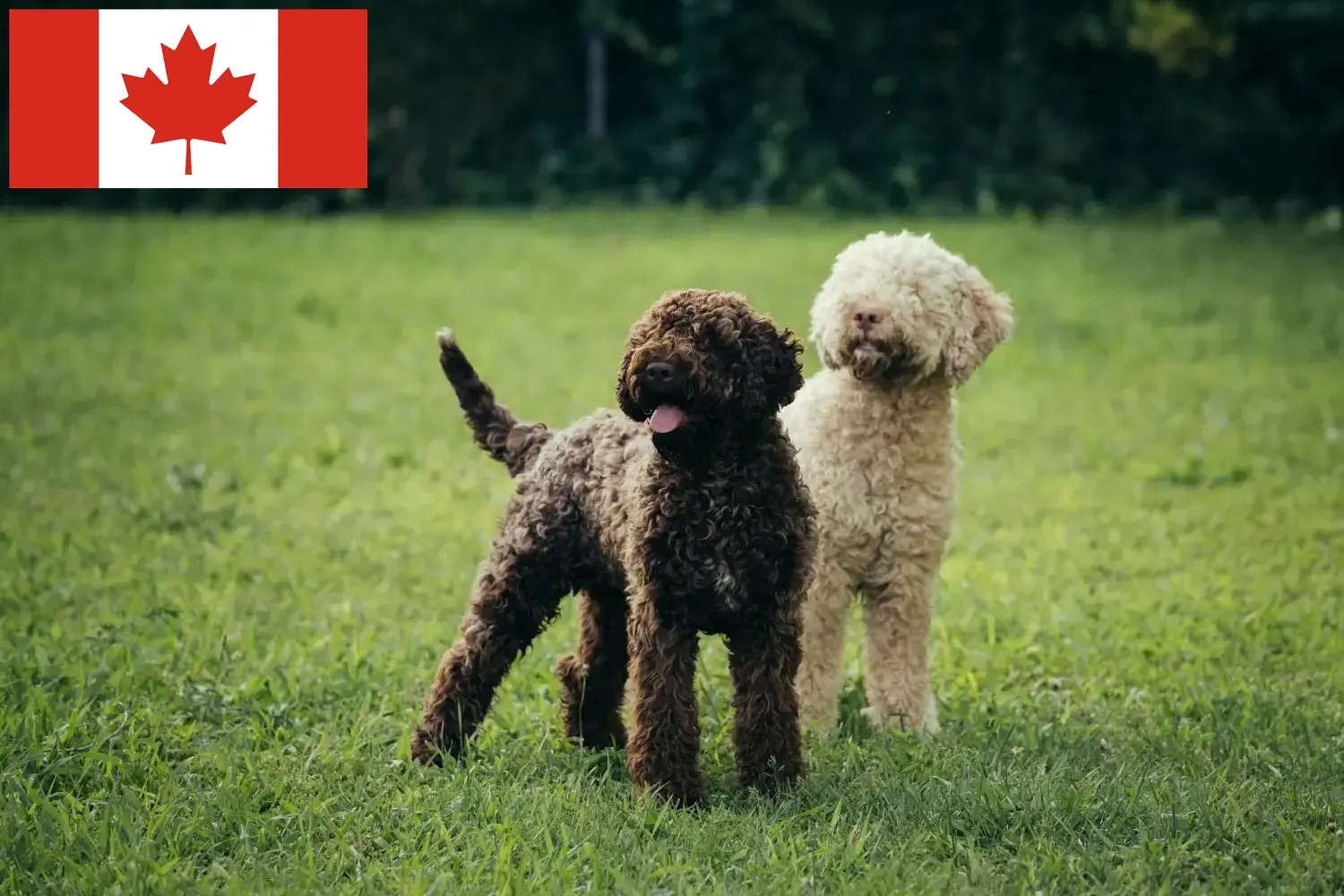 Lagotto Romagnolo kiskutyák és tenyésztők Kanada Itt találhat Lagotto Romagnolo tenyésztőket Kanadában.