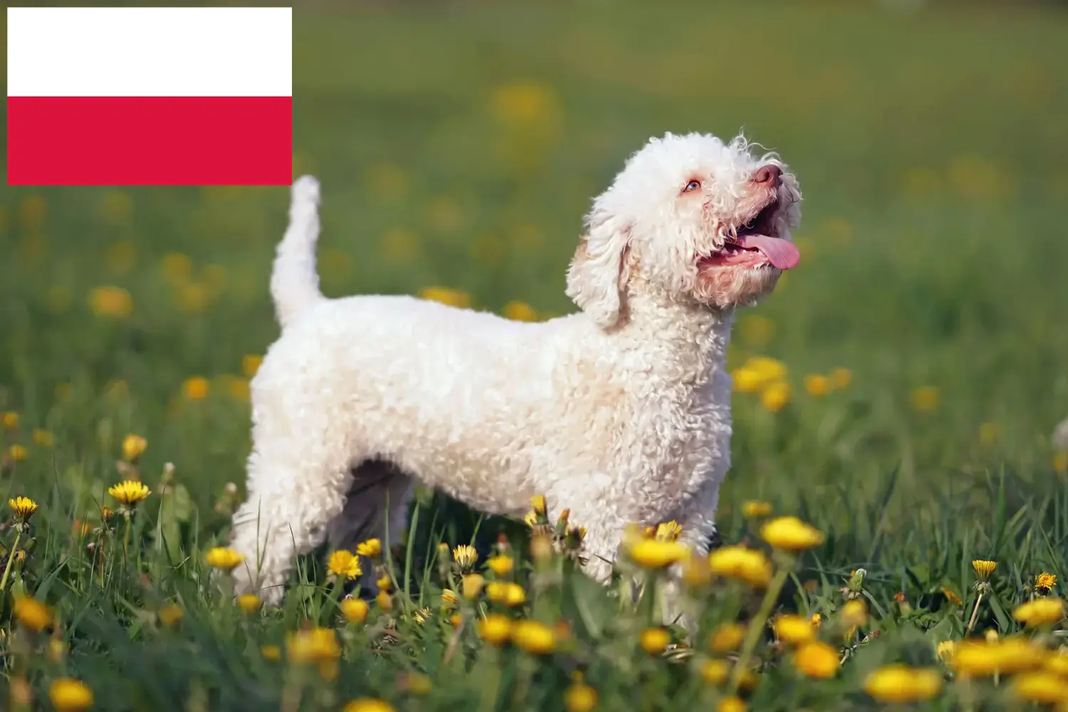 Lagotto Romagnolo kiskutyák és tenyésztők Lengyelország Itt találja a Lengyelországban található Lagotto Romagnolo tenyésztőket.