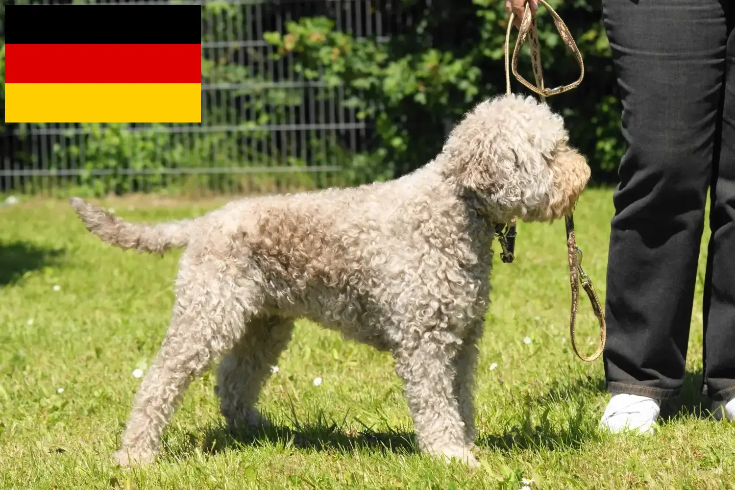 Lagotto Romagnolo kiskutyák és tenyésztők Németország Itt megtalálja a Lagotto Romagnolo tenyésztőket Németországban.