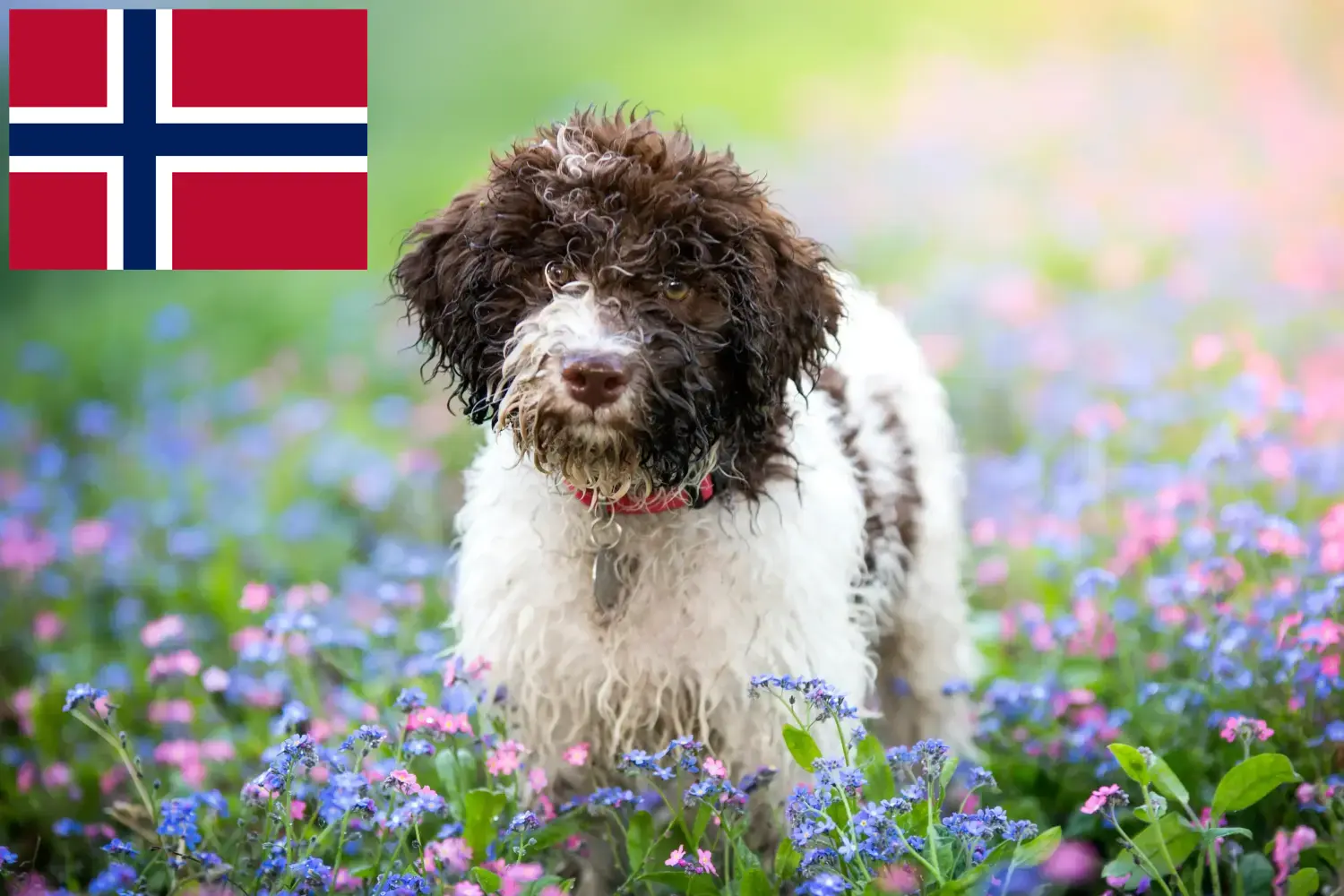 Lagotto Romagnolo kiskutyák és tenyésztők Norvégia Itt találsz Lagotto Romagnolo tenyésztőket Norvégiában.