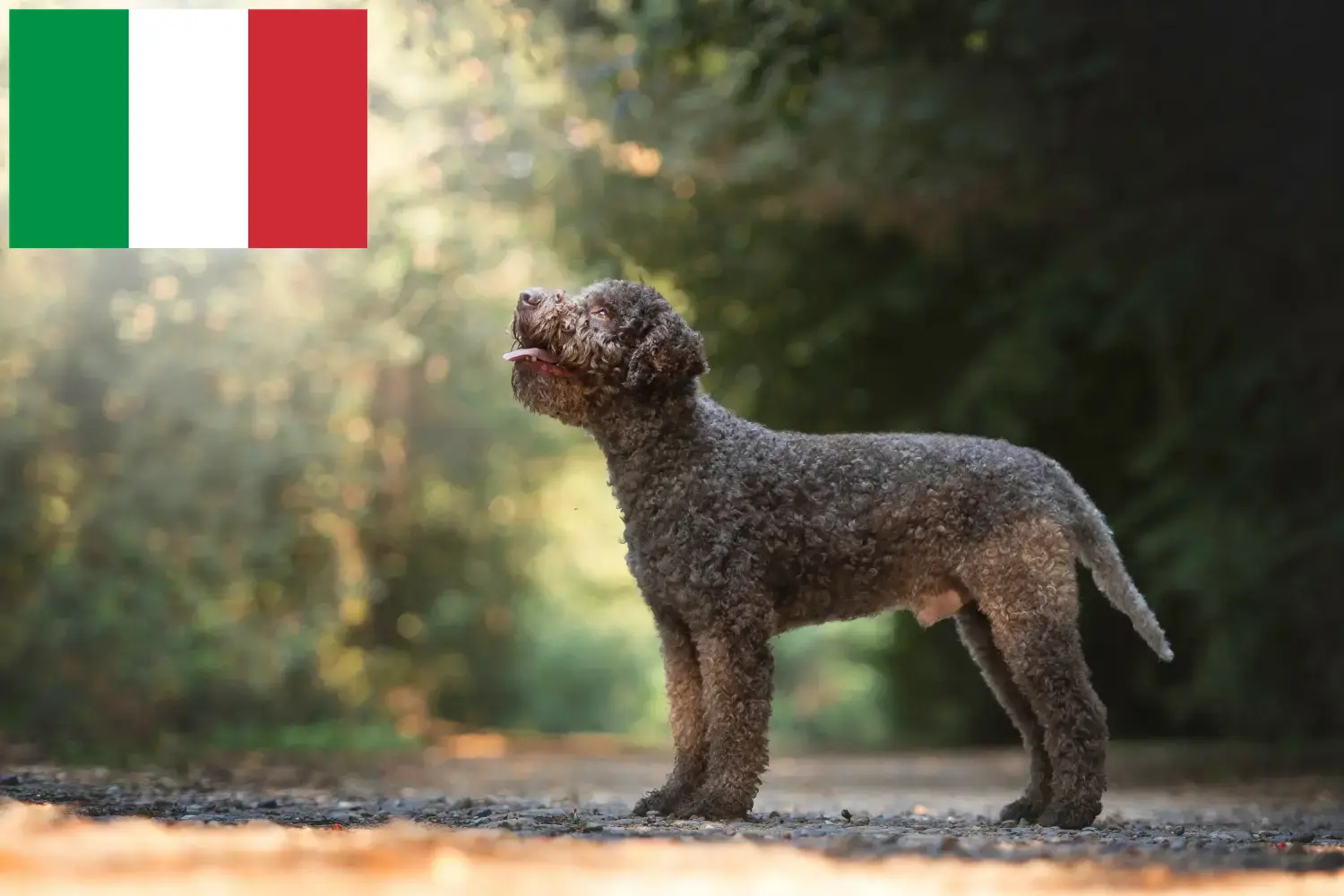 Lagotto Romagnolo kiskutyák és tenyésztők Olaszország Itt megtalálja a Lagotto Romagnolo tenyésztőket Olaszországban.