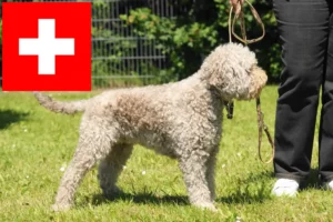 Read more about the article Lagotto Romagnolo tenyésztők és kölykök Svájcban