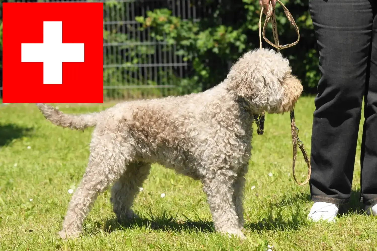 Lagotto Romagnolo kölykök és tenyésztők Svájcban Itt megtalálja a Lagotto Romagnolo tenyésztőket Svájcban.