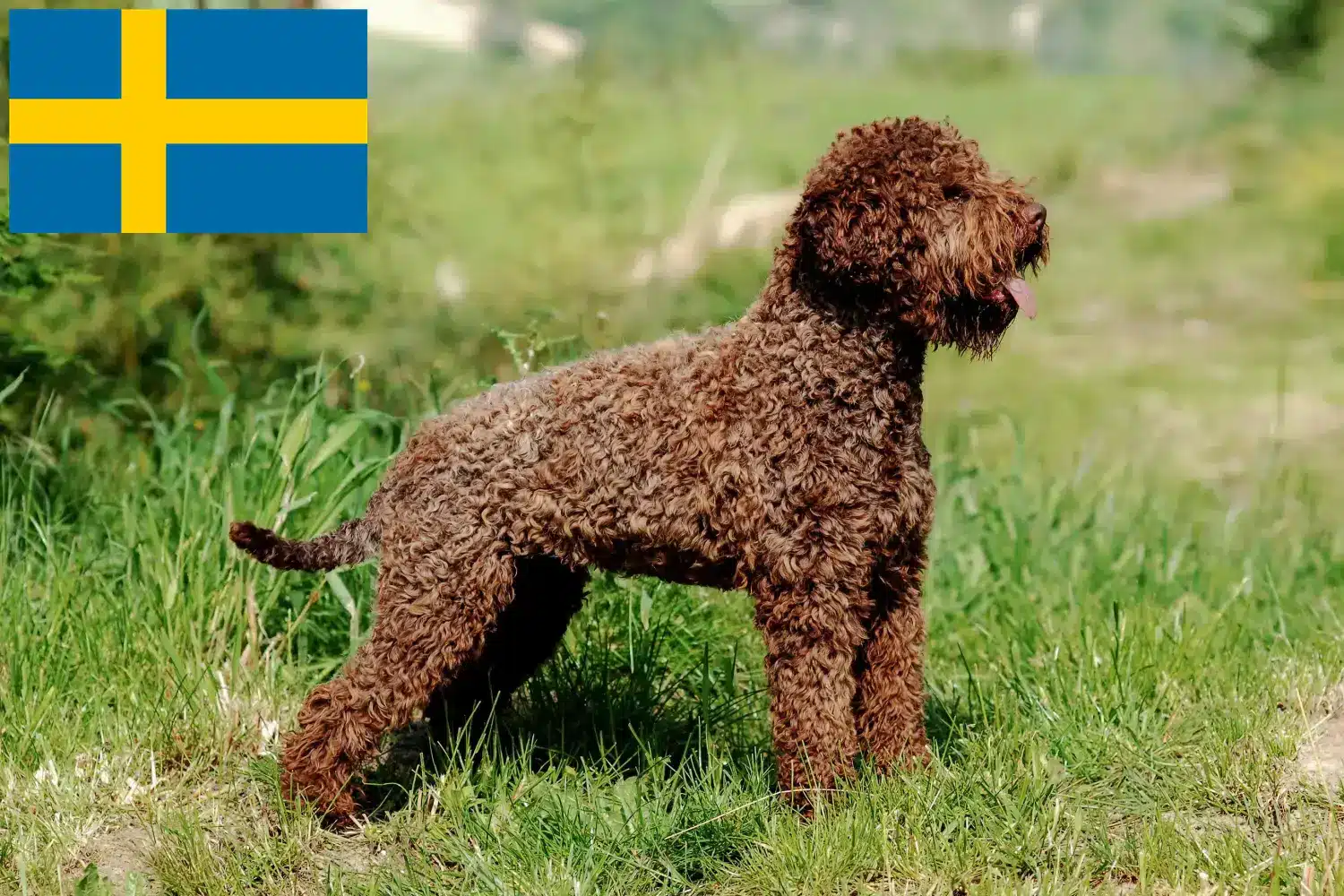Lagotto Romagnolo kiskutyák és tenyésztők Svédországban Itt megtalálja a svédországi Lagotto Romagnolo tenyésztőket.
