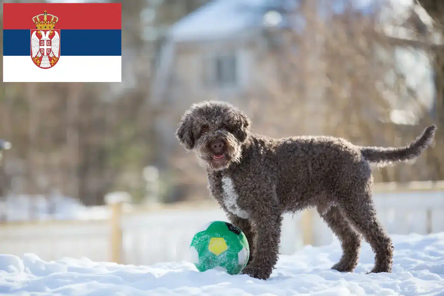 Lagotto Romagnolo kiskutyák és tenyésztők Szerbia Itt találja a Lagotto Romagnolo tenyésztőket Szerbiában.