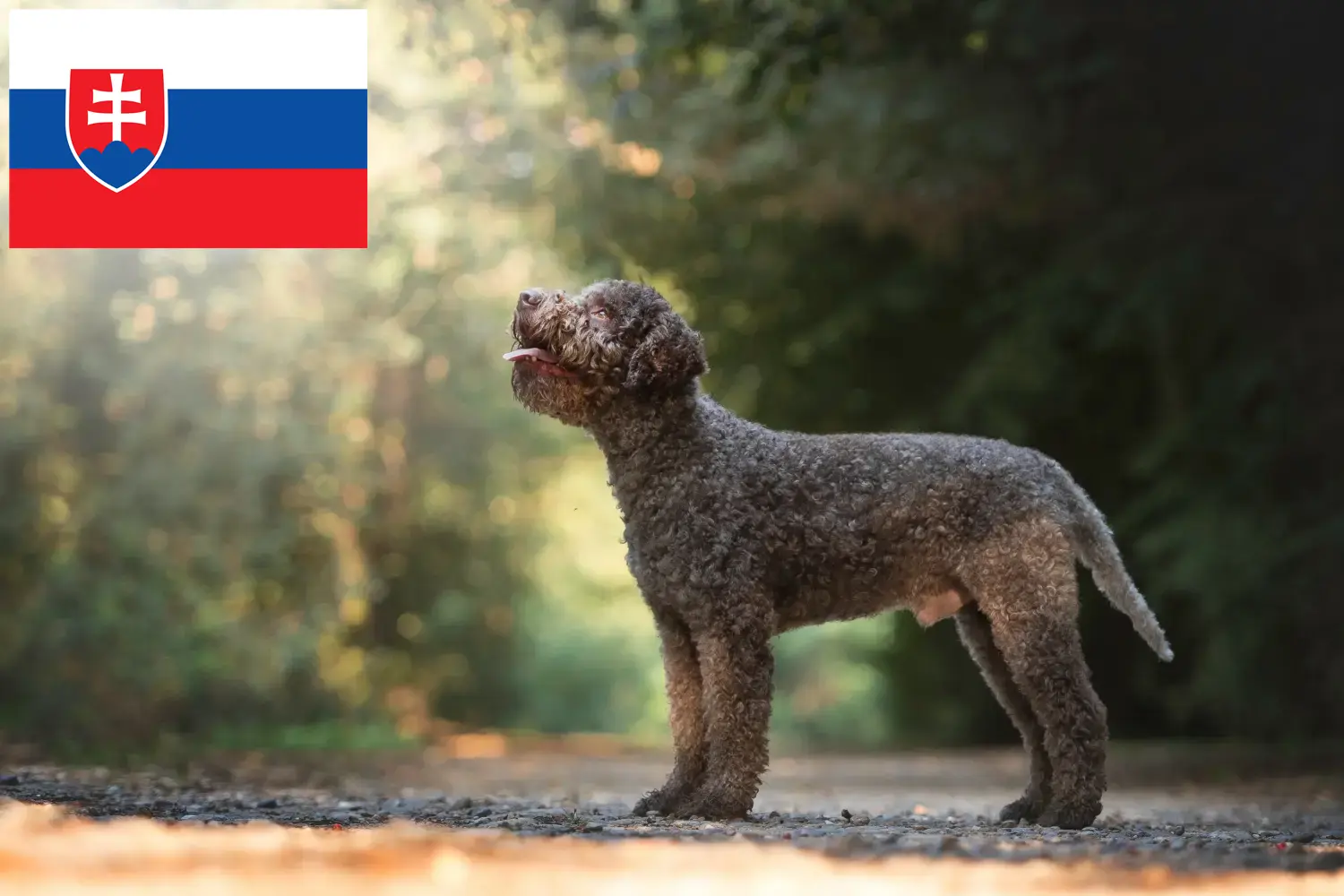 Lagotto Romagnolo kiskutyák és tenyésztők Szlovákia Itt megtalálhatja a szlovákiai Lagotto Romagnolo tenyésztőket.