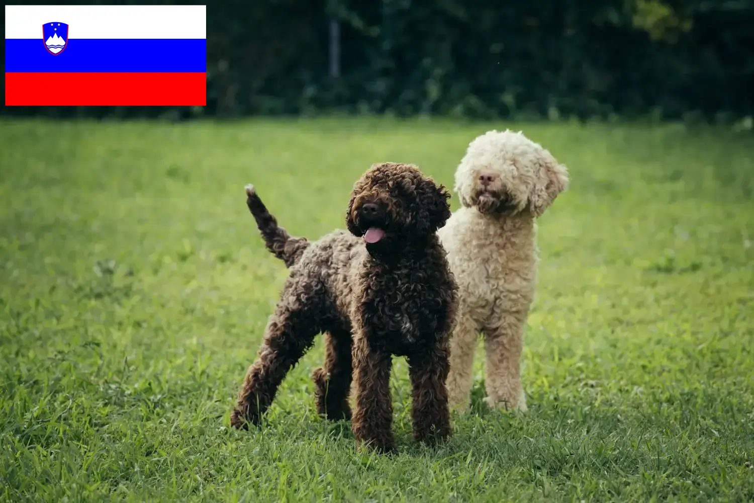 Lagotto Romagnolo kiskutyák és tenyésztők Szlovénia Itt megtalálja a szlovéniai Lagotto Romagnolo tenyésztőket.