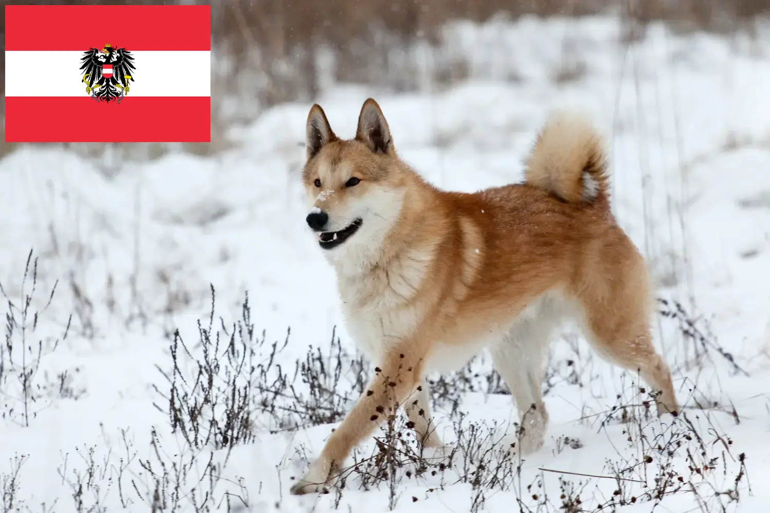Laika kiskutyák és tenyésztők Ausztria Itt megtalálhatja a Laika tenyésztőket Ausztriában.