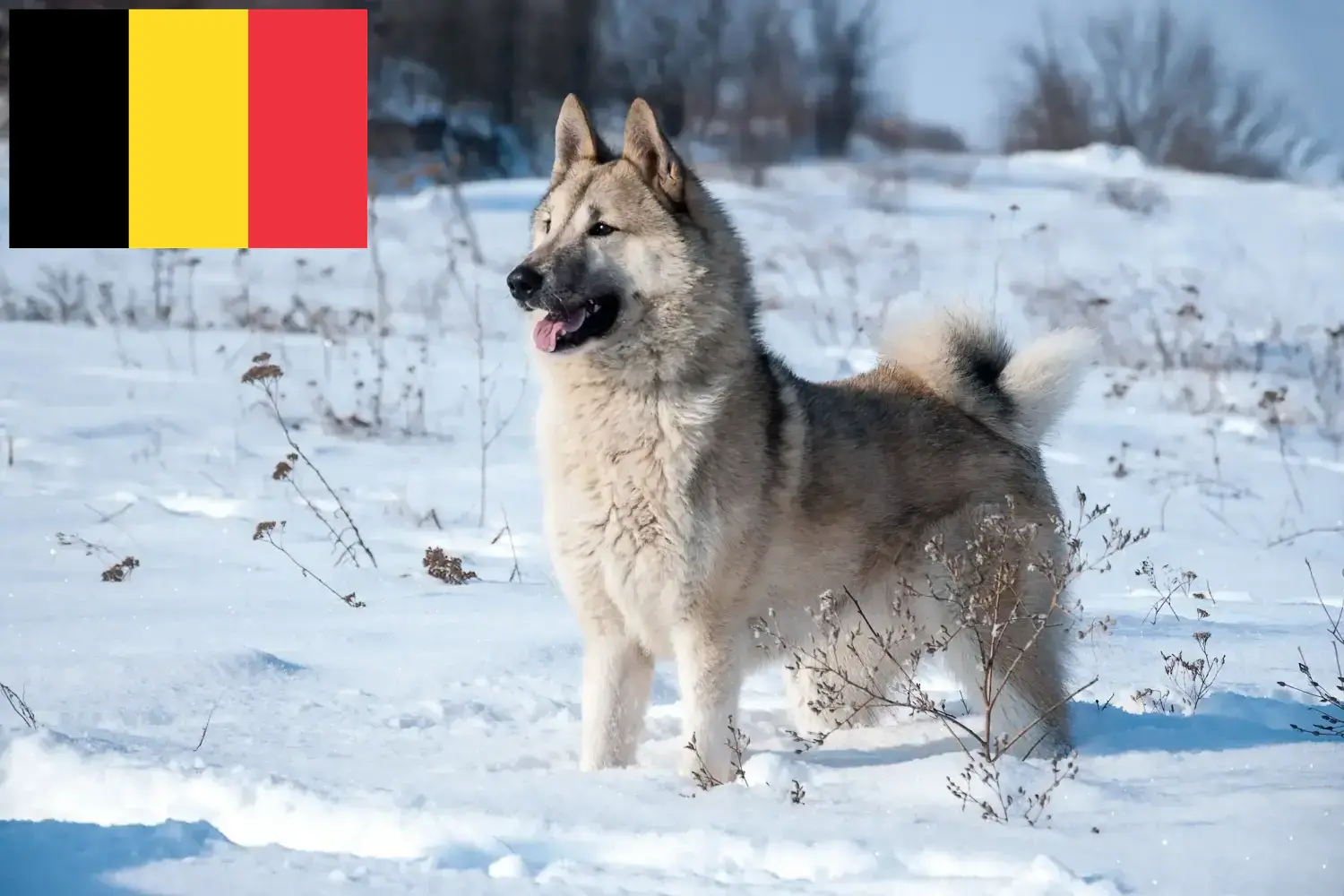 Laika kiskutyák és tenyésztők Belgium Belgiumi Laika tenyésztőket itt találsz.