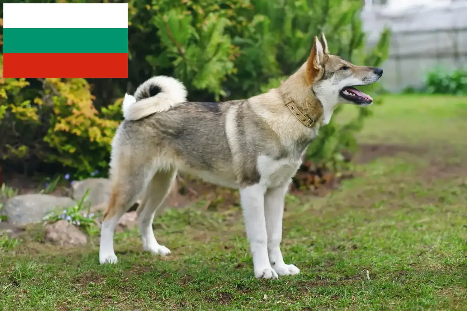 Laika kiskutyák és tenyésztők Bulgária Laika tenyésztőket Bulgáriában itt találsz.
