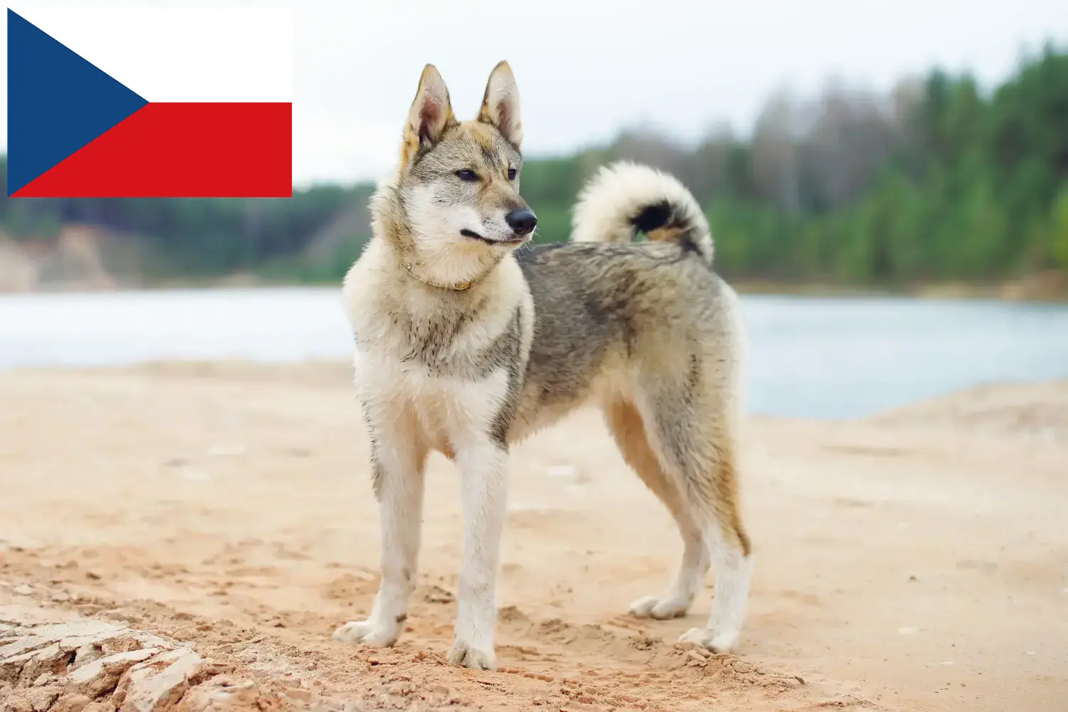 Laika kiskutyák és tenyésztők Csehország Csehországban található Laika tenyésztők itt találhatók.
