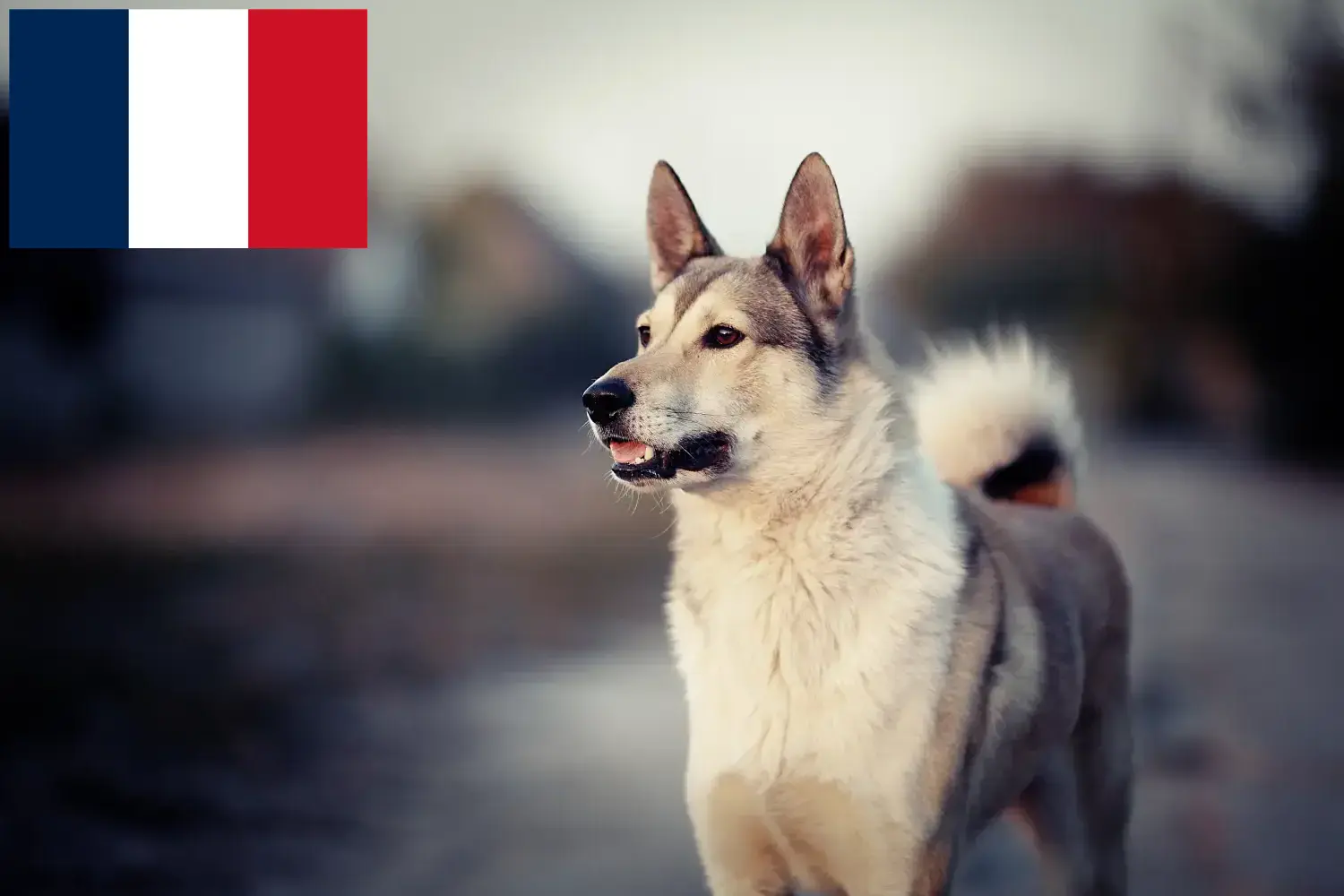 Laika kiskutyák és tenyésztők Franciaország Itt megtalálja a franciaországi Laika tenyésztőket.