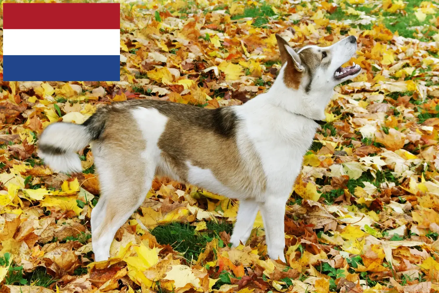 Laika kiskutyák és tenyésztők Hollandia Itt megtalálja a hollandiai Laika tenyésztőket.