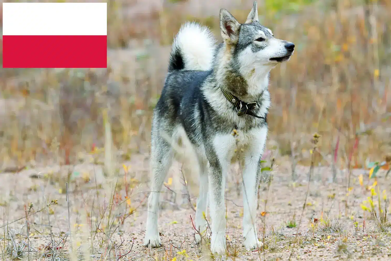 Laika kiskutyák és tenyésztők Lengyelország Lengyelországi Laika tenyésztőket itt találsz.
